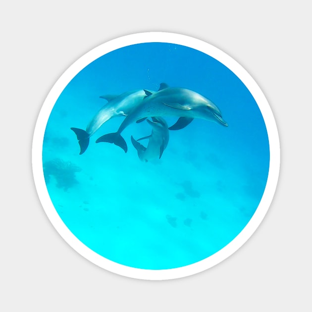 Dolphins Magnet by Kate-P-